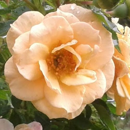 Vendita, rose rose climber - giallo - Rosa Zorba™ - rosa dal profumo discreto - L. Pernille Olesen,  Mogens Nyegaard Olesen - Germogli dal fogliame verde scuro che crescono in altezza .